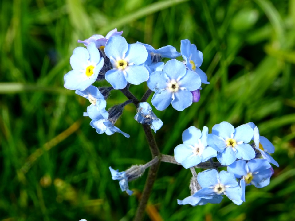 Myosotis alpestre, Myosotis alpestris, Boraginacées 