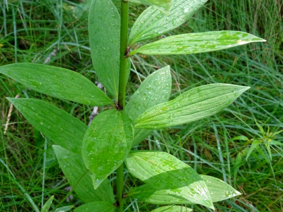 Lis martagon, Lilium martagon, Liliacées 