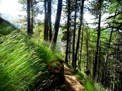 Le sentier descend à travers les pins pour rejoindre le re… 