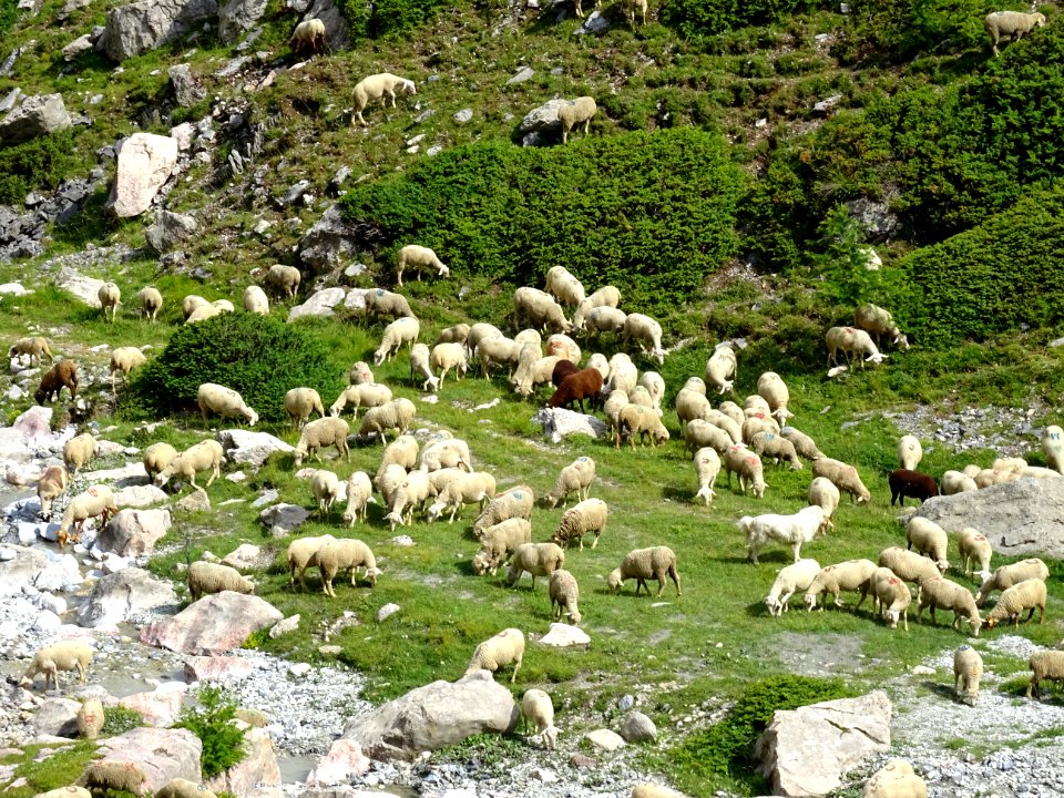 Des moutons éparpillés dans le bas du Vallon des Pelouses,… 