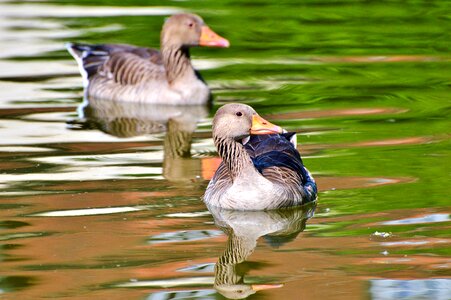 Water bird poultry swim