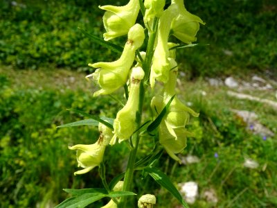 Aconit tue-loup, Aconitum lycoctonum, Renonculacées 