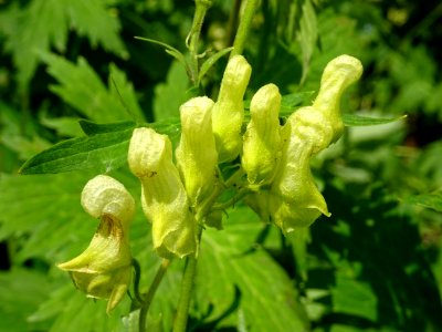 Aconit tue-loup, Aconitum lycoctonum, Renonculacées 