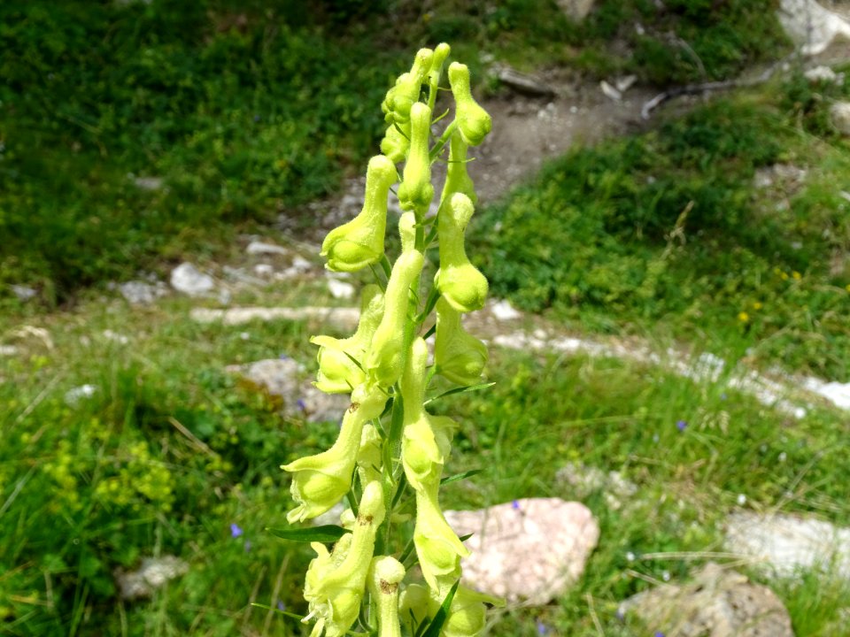Aconit tue-loup, Aconitum lycoctonum, Renonculacées 