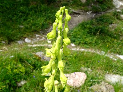Aconit tue-loup, Aconitum lycoctonum, Renonculacées 