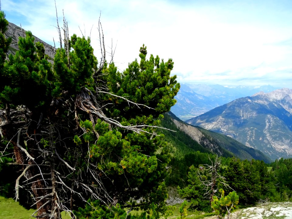 Un pin de montagne, Pinus mugo, Pinacées 
