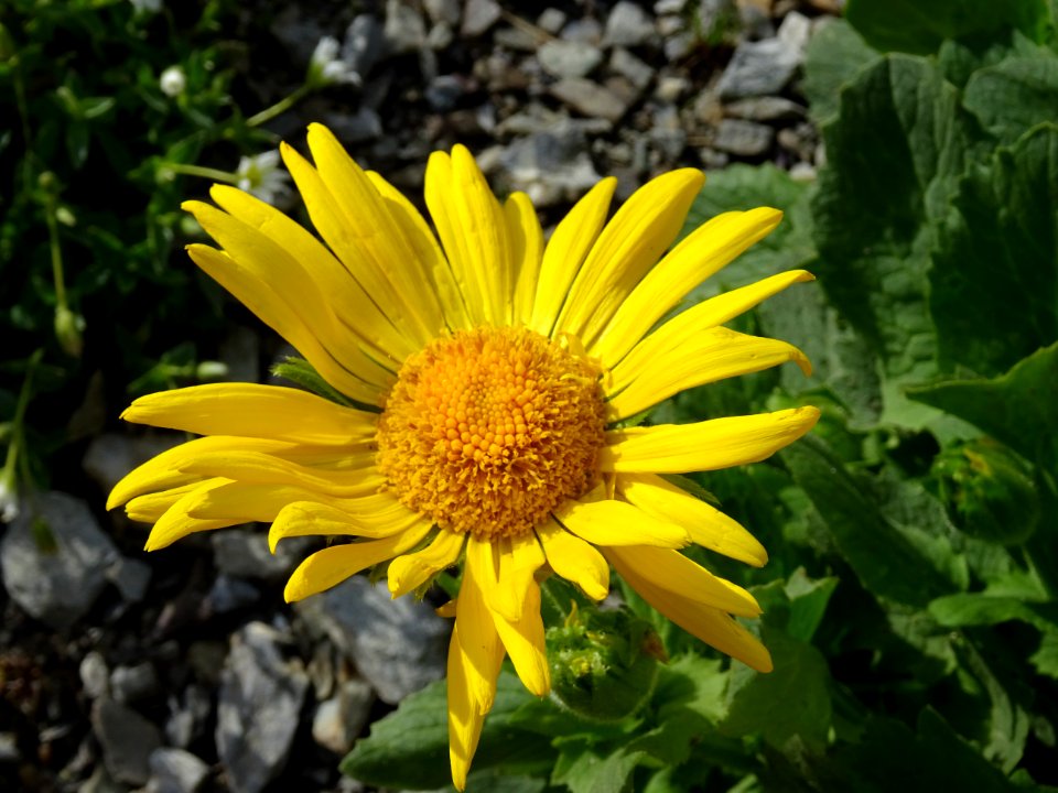 Doronic à grandes fleurs, Doronicum grandiflorum, Composée… 