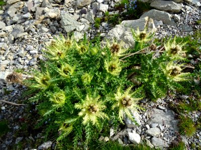 Cirse épineux, Cirsium spinosissimum, Composées 