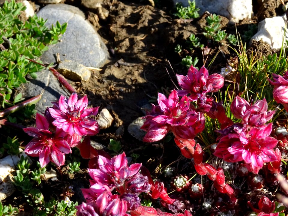 Joubarbe à toile d'araignée, Sempervivum arachnoideum, Cra… 
