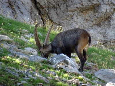 Un bouquetin 