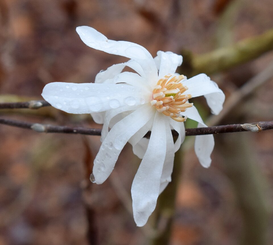 Magnolia tree plant