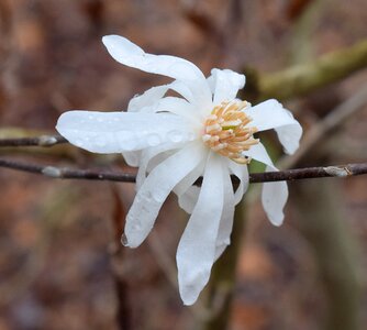 Magnolia tree plant photo