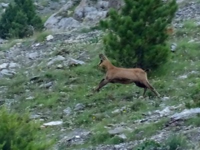 Jeune chamois appelé éterlou 
