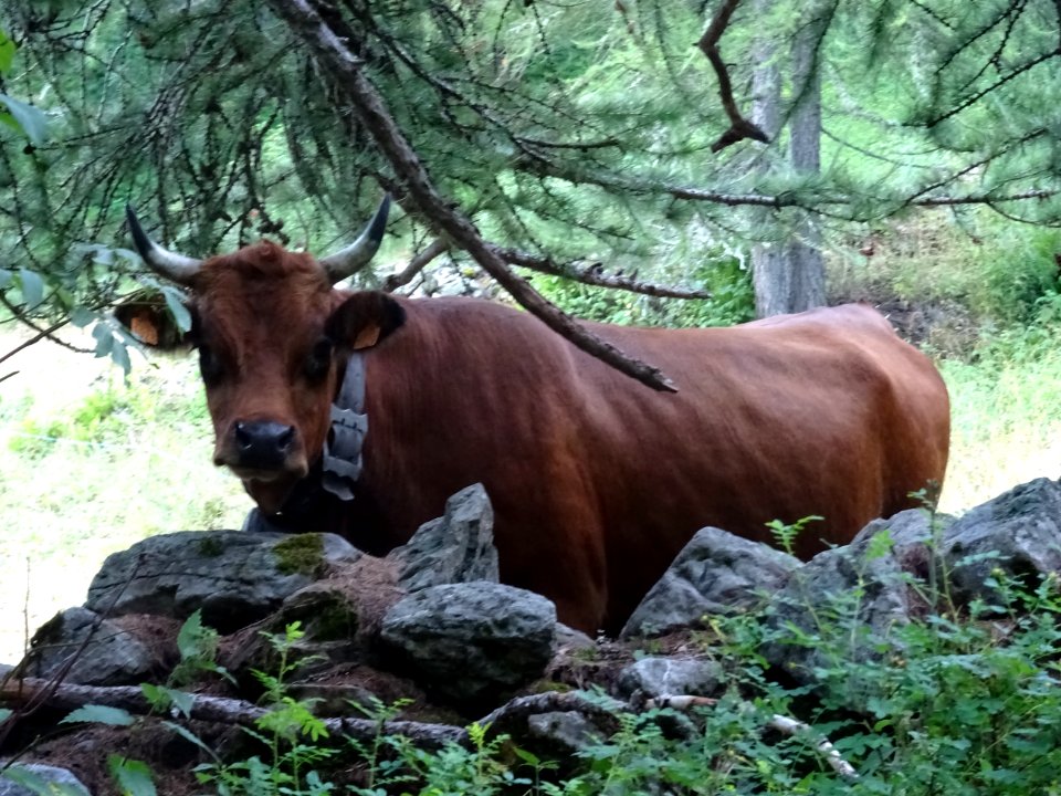 Vache près du hameau Le Serre, dans le vallon du Rabioux 