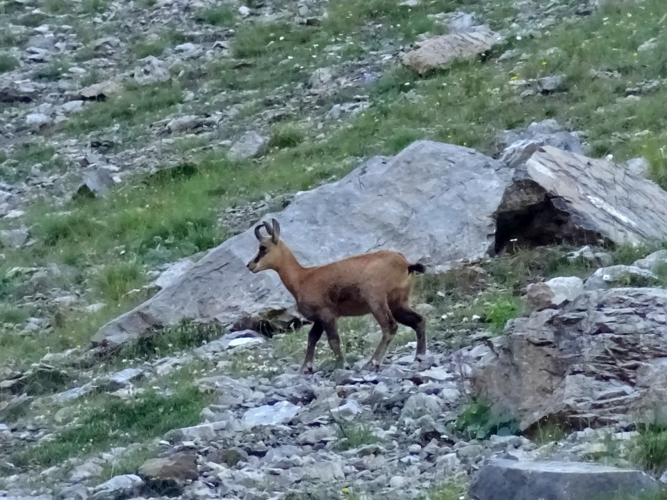 Jeune chamois appelé éterlou 