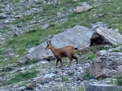 Jeune chamois appelé éterlou 