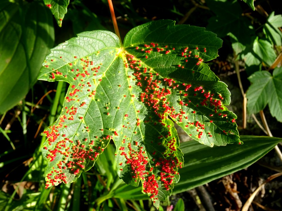 Feuille d'Erable sycomore, Acer pseudoplatanus, Sapindacée… 