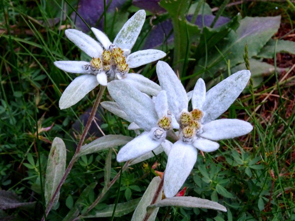 Edelweiss, Leontopodium nivale, Astéracées 