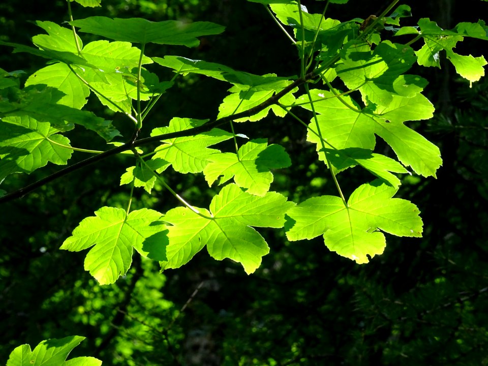 Erable sycomore, Acer pseudoplatanus, Sapindacées 