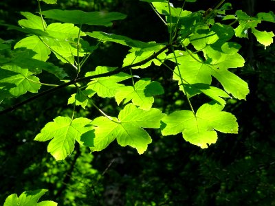 Erable sycomore, Acer pseudoplatanus, Sapindacées 
