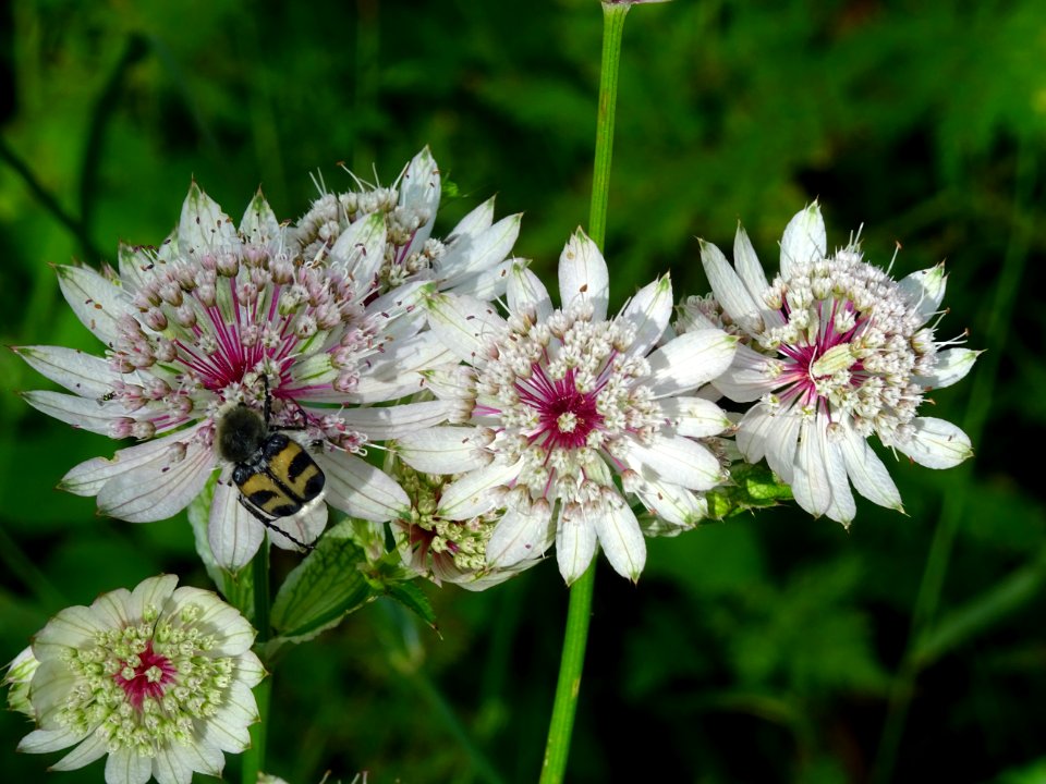 Grande Astrance, Astrantia major, Apiacées 