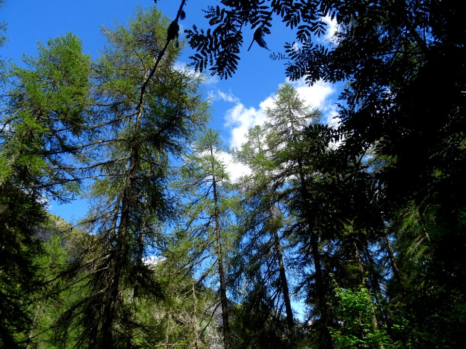 Des mélèzes à l'assaut du ciel haut-alpin 