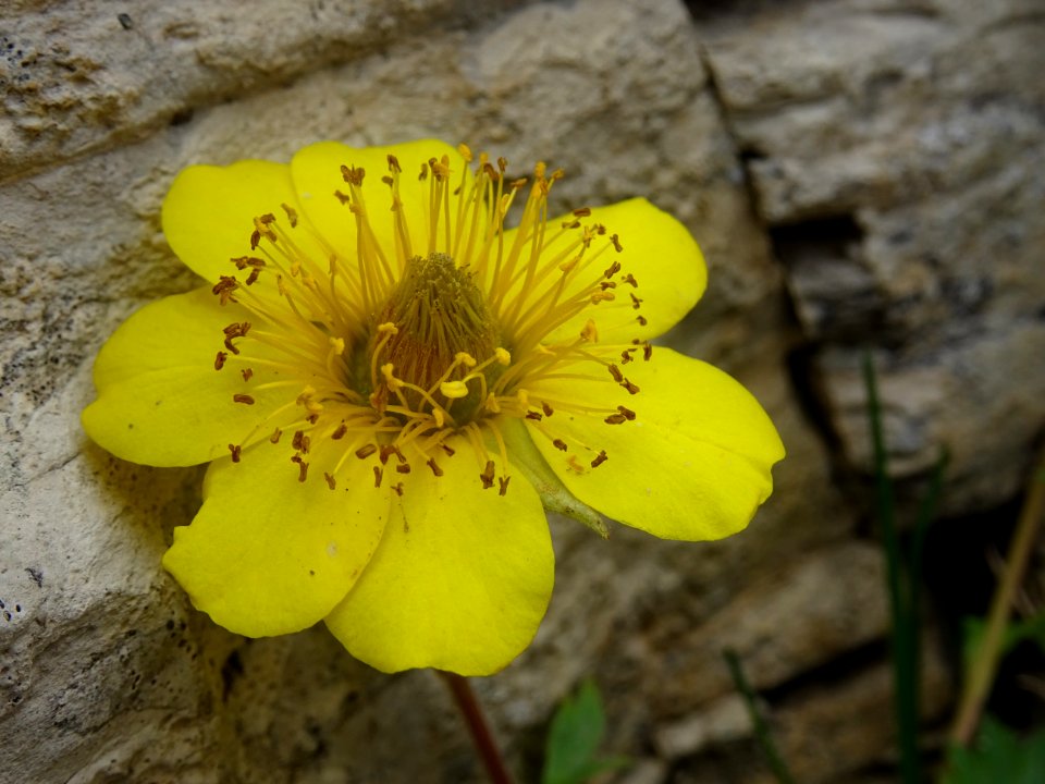 Benoîte rampante, Geum reptans, Rosacées 