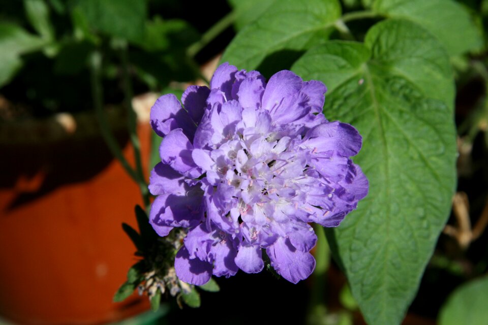 Blossom bloom scabiosa