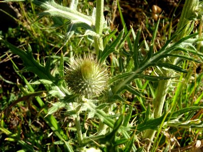 Cirse laineux, Cirsium eriophorum, Astéracées 