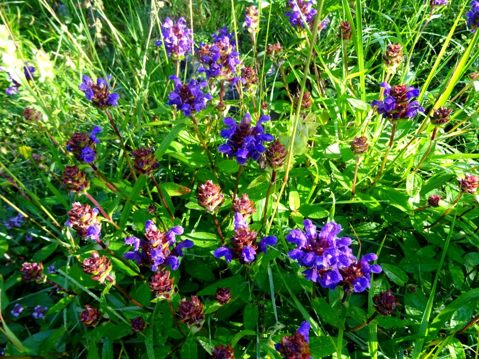 Brunelle a grandes fleurs, Prunella grandiflora, Lamiacées… 