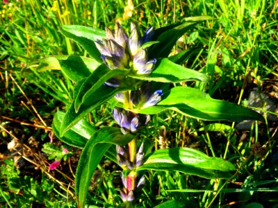 Gentiane croisette, Gentiana cruciata, Gentianacées 