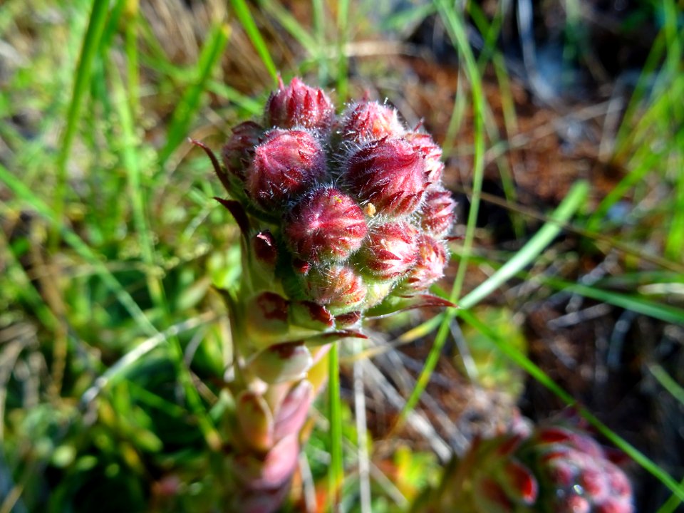 Joubarbe des montagnes, Sempervivum montanum, Crassulacées… 