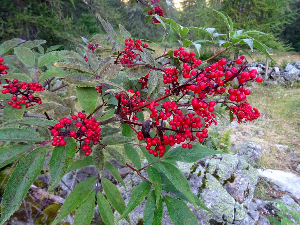 Sureau de montagne, Sambucus racemosa, Adoxacées 