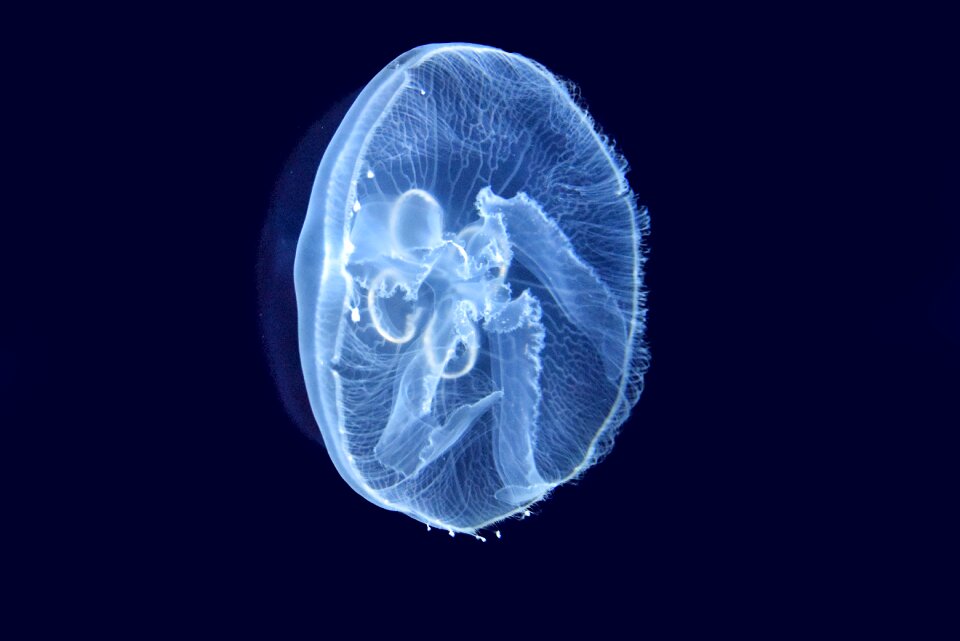 Marine animal urticant ocean