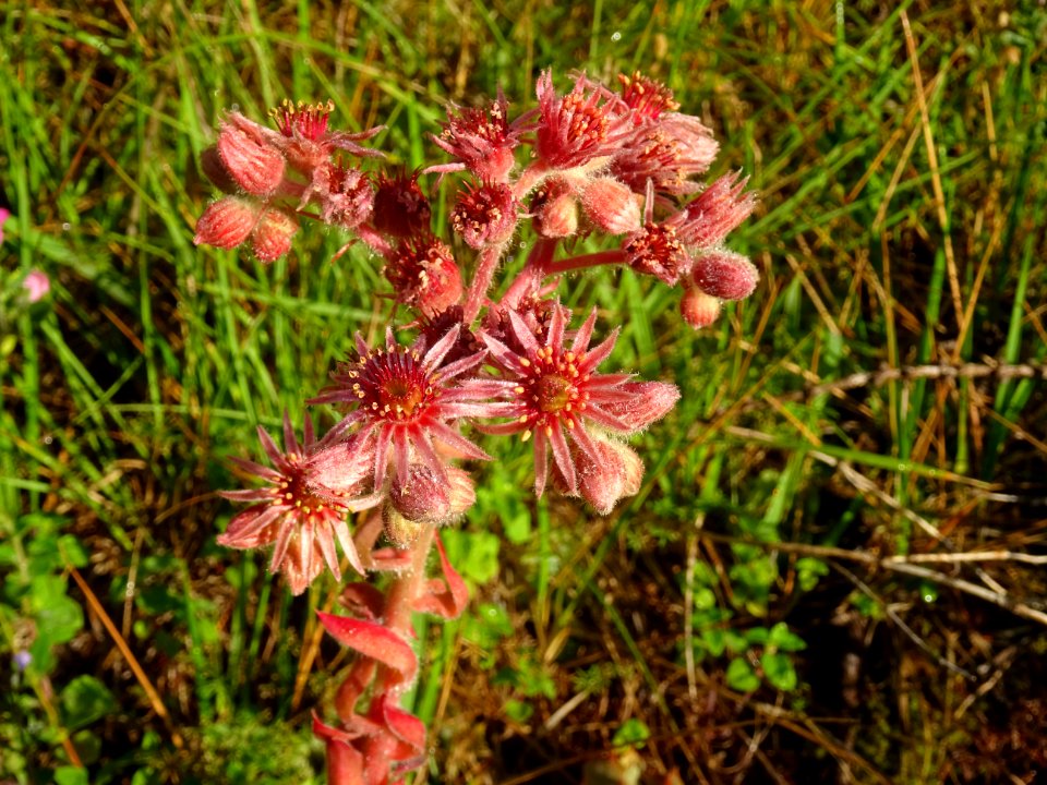Joubarbe des montagnes, Sempervivum montanum, Crassulacées… 