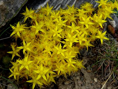 Orpin âcre ou Poivre de muraille, Sedum acre, Crassulacées… 