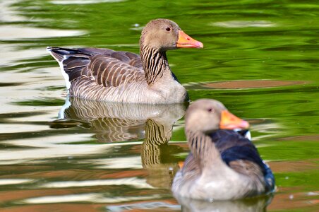 Water bird poultry swim photo