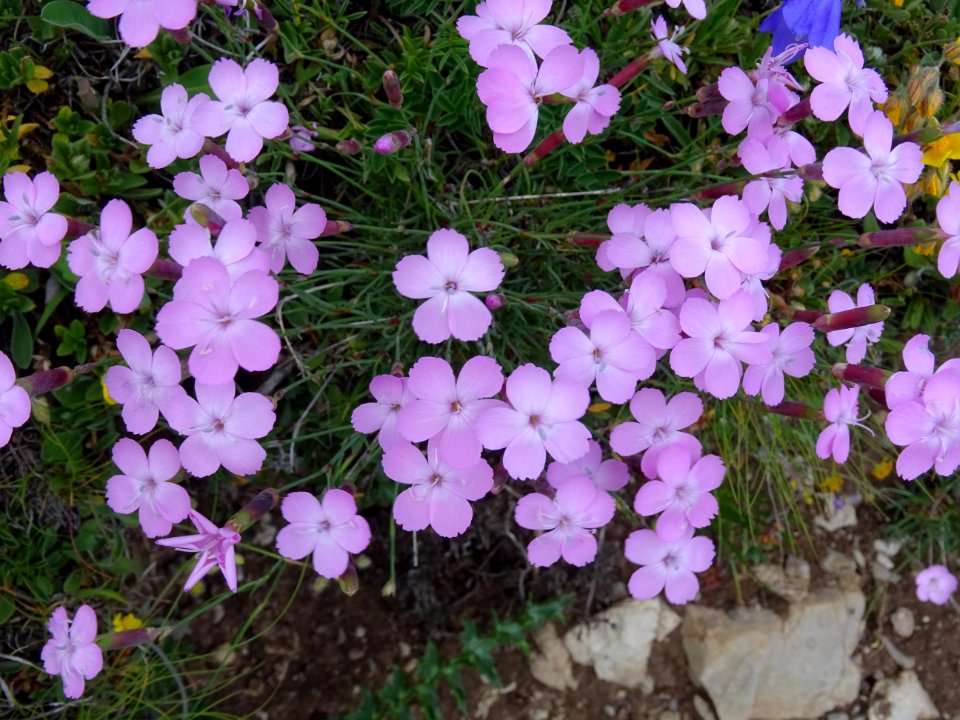 Oeillet piquant, Dianthus pungens, Caryophyllacées 
