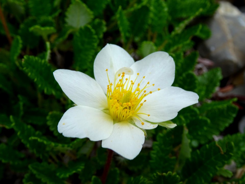 Dryade à huit pétales, Dryas octopetala, Rosacées 