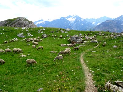Troupeau de moutons, il va falloir traverser sans s'arrête… 