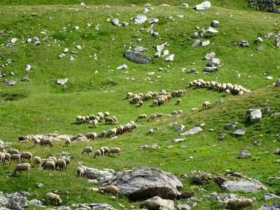 Troupeau de moutons 