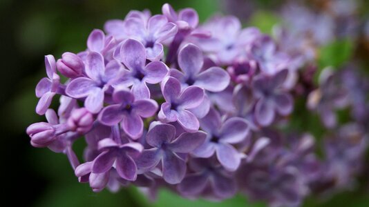 Lilac purple spring photo