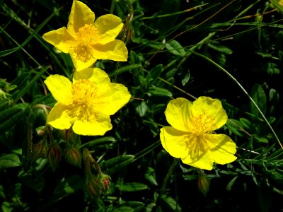 Hélianthème jaune, Helianthemum nummularium, Cistacées 
