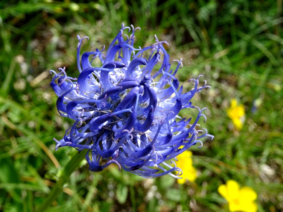 Raiponce orbiculaire, Phyteuma orbiculare, Campanulacées 