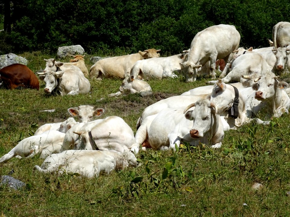 Troupeau dans le vallon de l'Alpe du Lauzet 