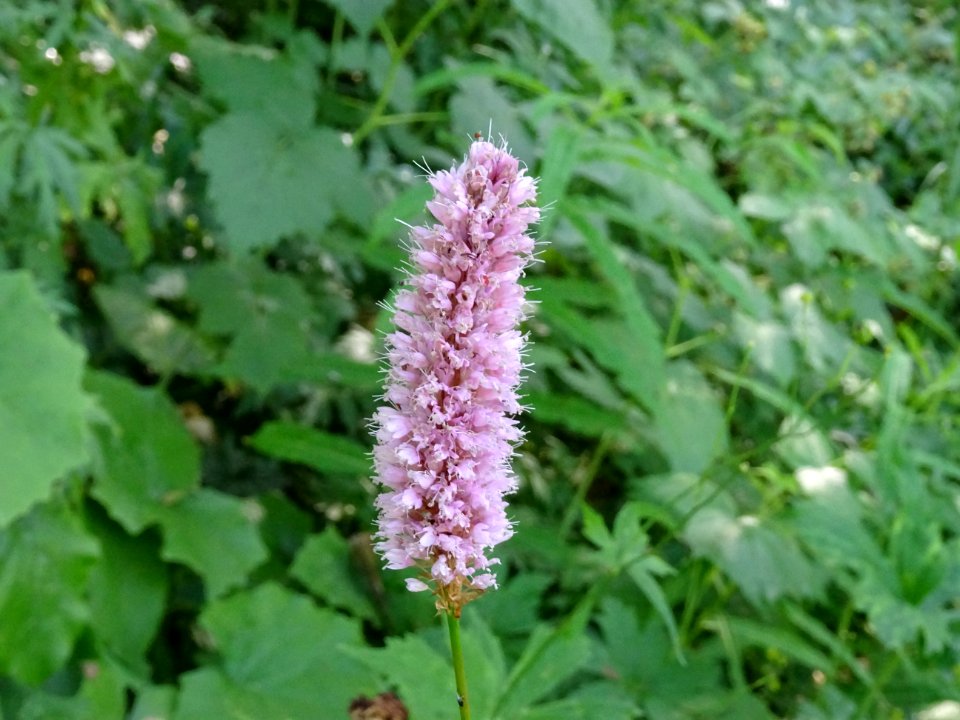 Renouée bistorte, Persicaria bistorta, Polygonacées 
