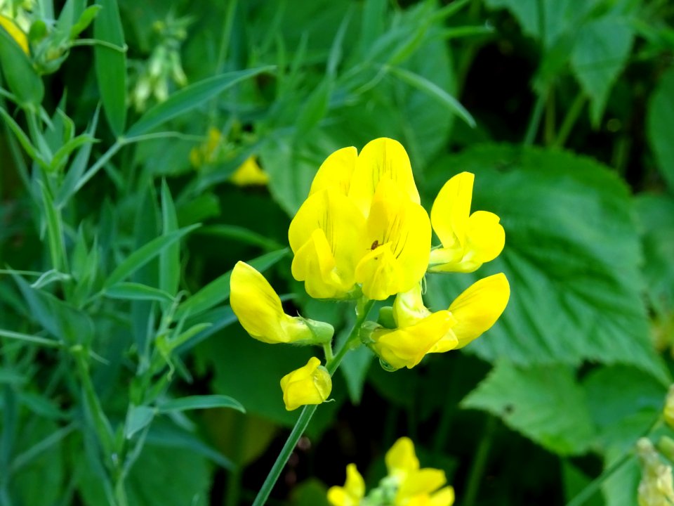 Gesse des prés, Lathyrus pratensis, Fabacées 