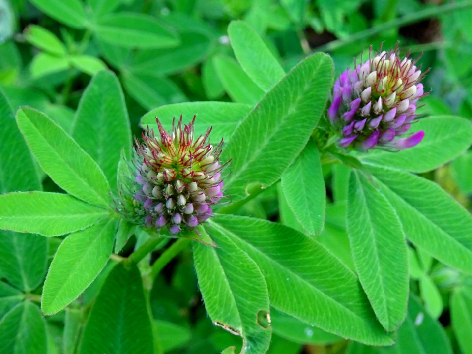Trèfle Alpestre, Trifolium alpestre, Fabacées 