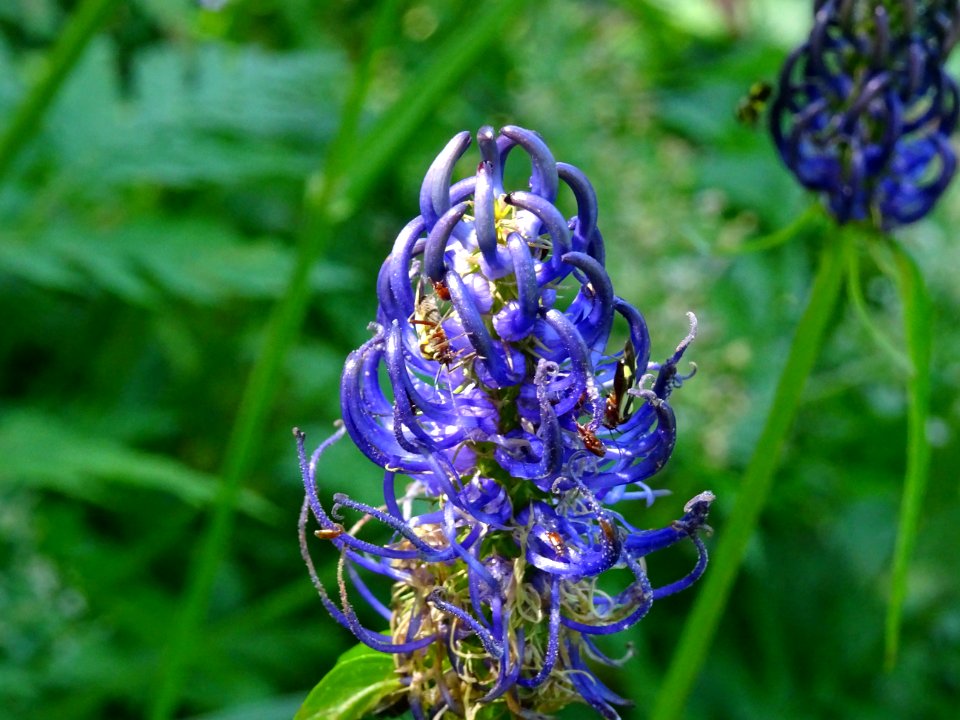 Raiponce ... sp ? , Campanulacées 
