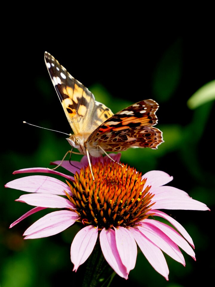 European map insect araschnia levana
